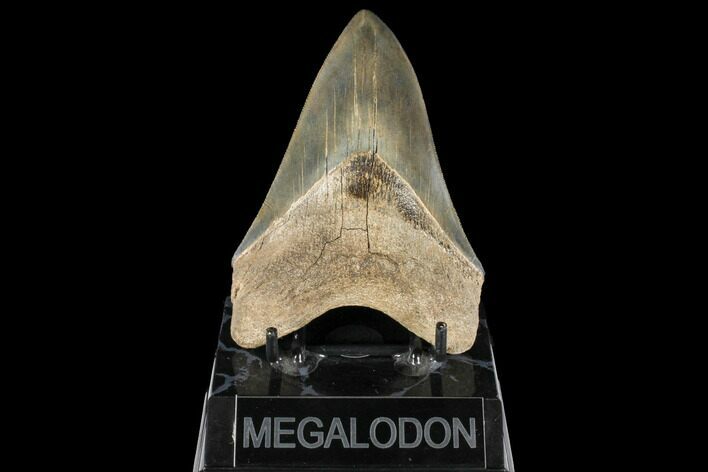 Serrated, Fossil Megalodon Tooth #134283